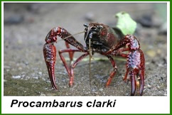 Procambarus clarki
